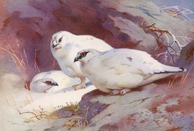 ライチョウ（オスとメス、冬）（カラーリトグラフ） 作： Archibald Thorburn