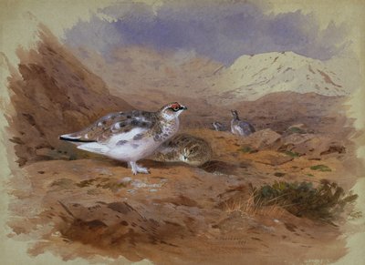 高原のライチョウ（水彩） 作： Archibald Thorburn