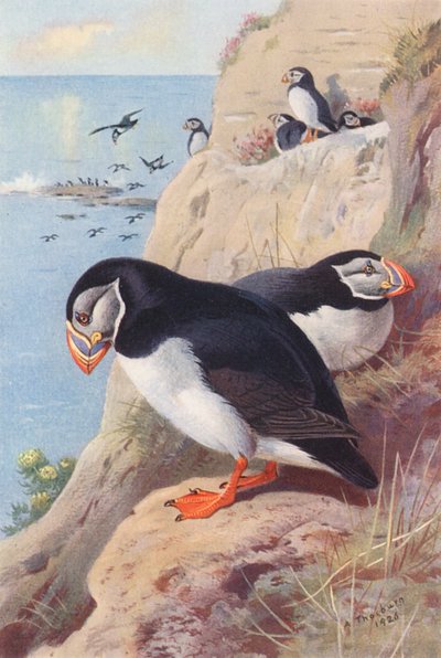 パフィン（カラーリトグラフ） 作： Archibald Thorburn