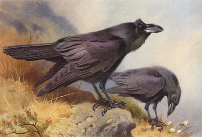 レイブン（カラーリトグラフ） 作： Archibald Thorburn
