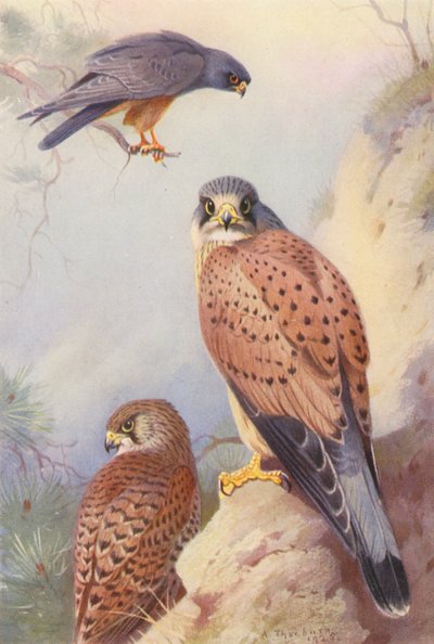 アカアシチョウゲンボウ、チョウゲンボウ（オス、メス）（カラーリトグラフ） 作： Archibald Thorburn
