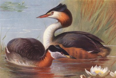 カンムリカイツブリ(カラーリトグラフ) 作： Archibald Thorburn