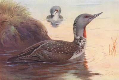 アカトビダイバー（カラーリトグラフ） 作： Archibald Thorburn