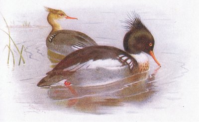 赤ブレストメルガンザー 作： Archibald Thorburn