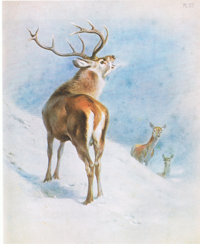 Red Deer, pub. by Book Club Associates 作： Archibald Thorburn