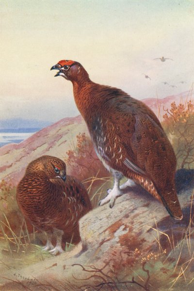 アカライチョウ（オス・メス）（カラーリトグラフ） 作： Archibald Thorburn
