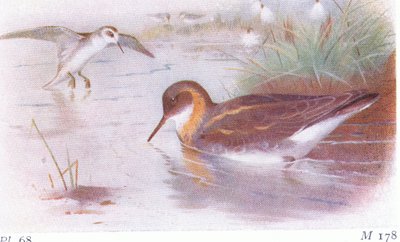 イギリスの島の鳥とその卵からの赤首ファラロープ（夏と秋）、1958年フレデリックワーン＆カンパニー発行 作： Archibald Thorburn