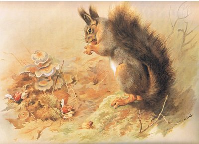 1920年頃、ロングマンズアンドカンパニー発行のThorburnの哺乳類の赤リス 作： Archibald Thorburn