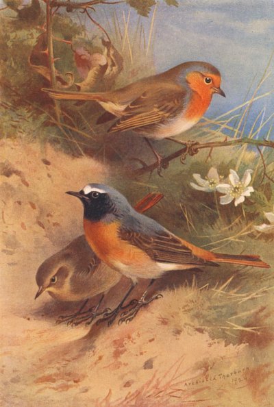 ジョウビタキ、ジョウビタキ（オス、メス）（カラーリトグラフ） 作： Archibald Thorburn