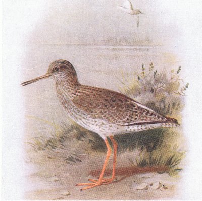 レッドシャンク、イギリス諸島の鳥とその卵から1 Frederick Warne＆Co Ltdによって発行、1958年 作： Archibald Thorburn