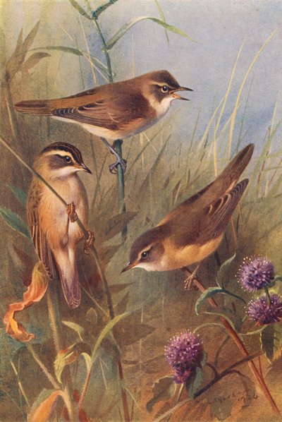 ヨシムシクイ、スゲムシクイ、マーシュムシクイ（カラーリトグラフ） 作： Archibald Thorburn