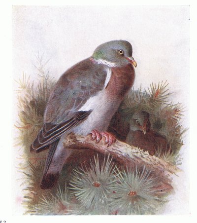 イギリス諸島の鳥とその卵からのリングダブ、1958年フレデリックウォーン＆Co Ltdから出版 作： Archibald Thorburn
