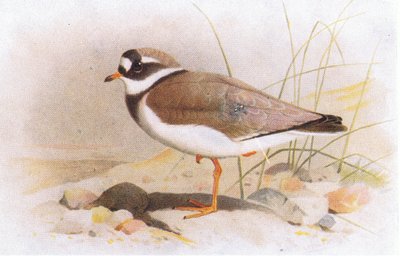 イギリス諸島の鳥とその卵からの環状プロバー 作： Archibald Thorburn
