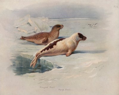 環状シール、ハープシール 作： Archibald Thorburn