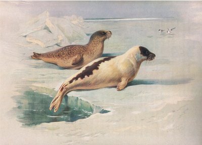 Longmans and Coから出版されたThorburns哺乳類のリングシールとハープシールc。 1920年 作： Archibald Thorburn