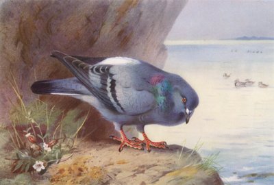 ロック・ダブ（カラーリトグラフ） 作： Archibald Thorburn