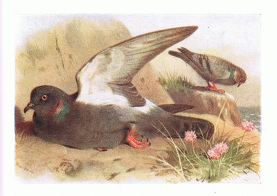 イギリスの島の鳥とその卵からのロックダブフレデリックワーン＆Co Ltdによって発行された、1958 作： Archibald Thorburn