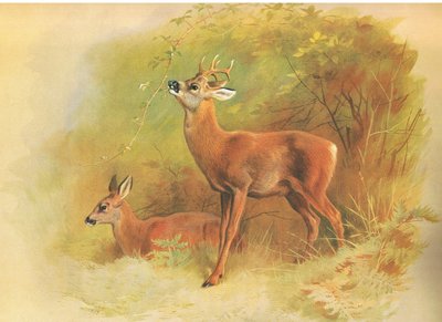 ロングマンズアンドカンパニー発行のThorburns哺乳類のRo Deer、c。 1920年 作： Archibald Thorburn