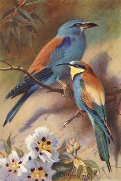 ローラー、ビーイーター（カラーリトグラフ） 作： Archibald Thorburn