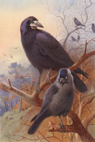 ルック、ジャックドー（カラーリトグラフ） 作： Archibald Thorburn