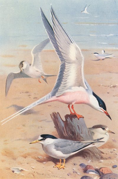 コアジサシ（成鳥と幼鳥）、コアジサシ（成鳥と幼鳥）（カラーリトグラフ） 作： Archibald Thorburn