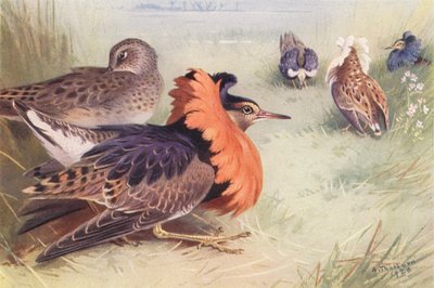 ラフ（オス4種、メス）（カラーリトグラフ） 作： Archibald Thorburn