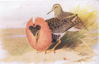英国諸島の鳥とその卵のラフとリーブス、フレデリックウォーン＆Co Ltdによって1958年に発行 作： Archibald Thorburn