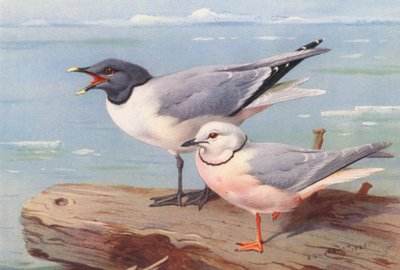 セグロカモメ、セグロカモメ（カラーリトグラフ） 作： Archibald Thorburn