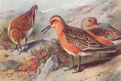 サンダーリング（夏）、ノット（夏）（カラーリトグラフ） 作： Archibald Thorburn