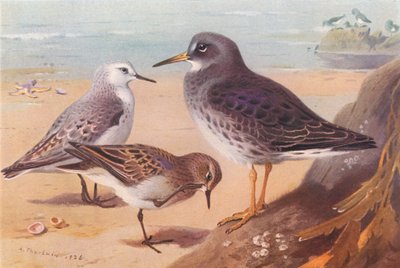 セイタカシギ（冬）、テミンオオアシシギ、ムラサキシギ（冬）（カラーリトグラフ） 作： Archibald Thorburn