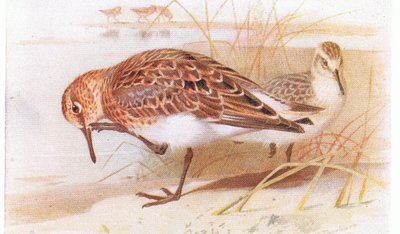 イギリス諸島の鳥とその卵からのサンダーリング、1958年フレデリックワーン＆Co Ltdから出版 作： Archibald Thorburn