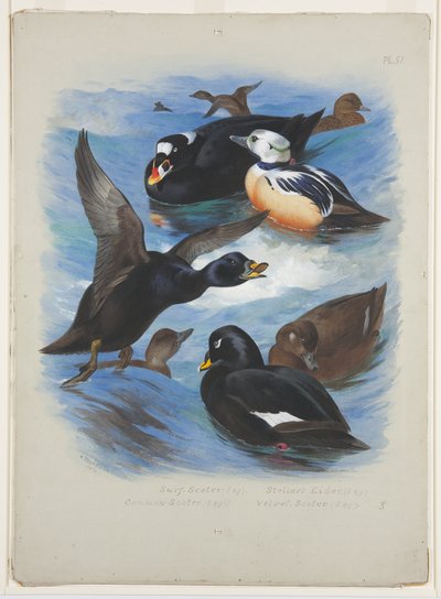 スコッターとステラーズアイダー、1915年頃（紙に鉛筆の上に水彩とボディカラーを使用 作： Archibald Thorburn