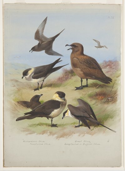 Skuas, c.1915 (紙に鉛筆の上に水彩とボディカラー) 作： Archibald Thorburn