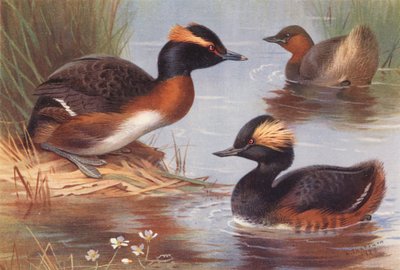鳰鳥、鳰鳥、黒頸鳰鳥（カラーリトグラフ） 作： Archibald Thorburn