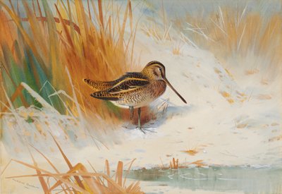 急いで狙撃 作： Archibald Thorburn