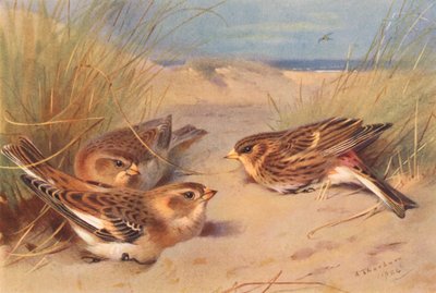 雪猟（冬）、トワイト（カラーリトグラフ） 作： Archibald Thorburn