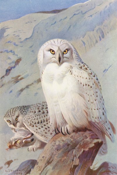 シロフクロウ（カラーリトグラフ） 作： Archibald Thorburn