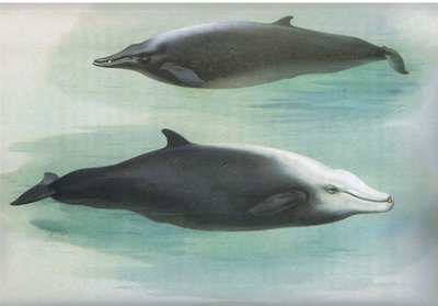ソワービーのクジラとキュビエのクジラ、ソーバーンの哺乳類からロングマンズアンドカンパニー発行、1920年頃 作： Archibald Thorburn
