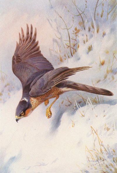 スズメ・ホーク（オス成鳥）（カラーリトグラフ） 作： Archibald Thorburn