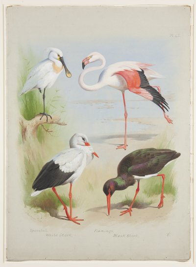 ヘラサギ、フラミンゴ、コウノトリ、1915年頃（紙に鉛筆の上に水彩とボディカラーを使用 作： Archibald Thorburn