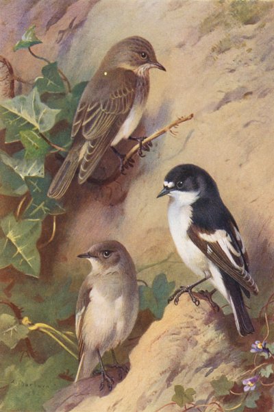 コサメビタキ、キビタキ（オス、メス）（カラーリトグラフ） 作： Archibald Thorburn