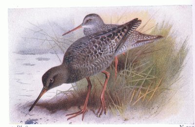 イギリス諸島の鳥とその卵の斑点を付けられたRedshank、1958年フレデリックワーン＆Co Ltd 作： Archibald Thorburn