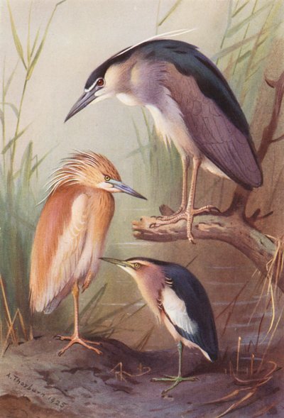 アオサギ、ダイサギ、コサギ（カラーリトグラフ） 作： Archibald Thorburn