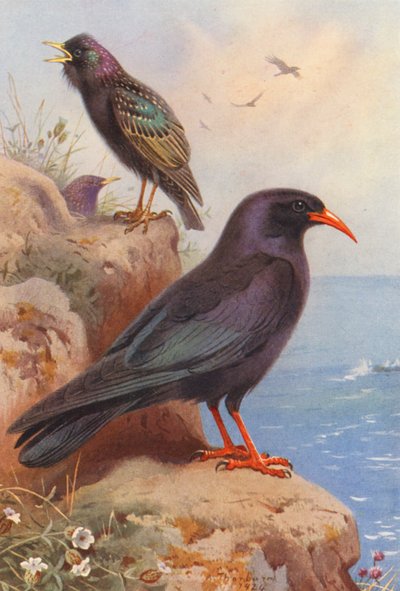 ムクドリ、チャウ（カラーリトグラフ） 作： Archibald Thorburn
