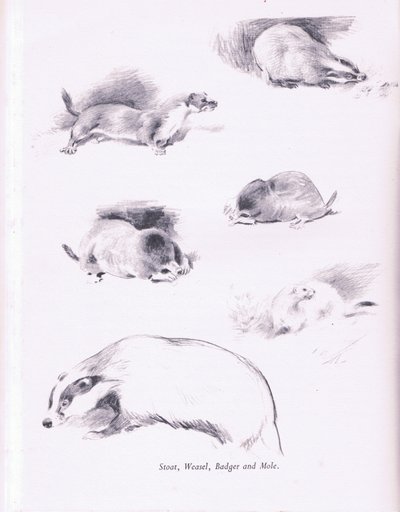 イタチ、イタチ、アナグマ、ほくろ、1938 作： Archibald Thorburn