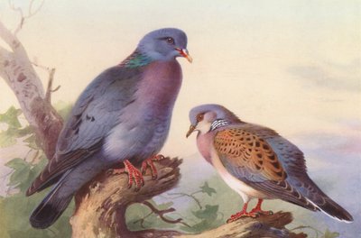 ストックダブ、タートルダブ（カラーリトグラフ） 作： Archibald Thorburn