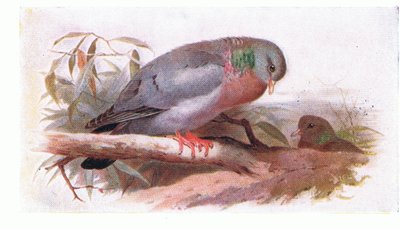 イギリスの島の鳥とその卵からのストックダブ、フレデリックワーン＆Co Ltdから出版、1958年 作： Archibald Thorburn