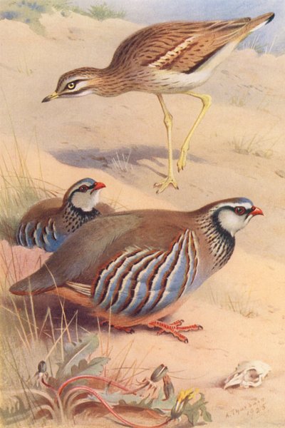 イシチドリ、アカアシヤマウズラ（オス・メス）（カラーリトグラフ） 作： Archibald Thorburn