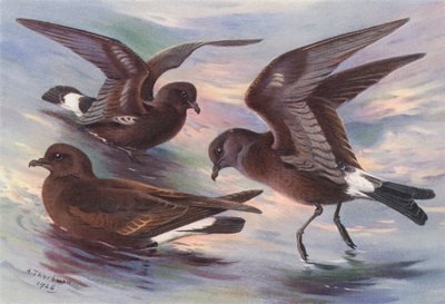ストームウミツバメ、リーチフォーク尾長ウミツバメ、ウィルソンウミツバメ（カラーリトグラフ） 作： Archibald Thorburn