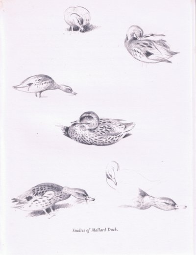 マガモの研究、1938 作： Archibald Thorburn